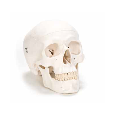 Standardowy model czaszki do nauki anatomii