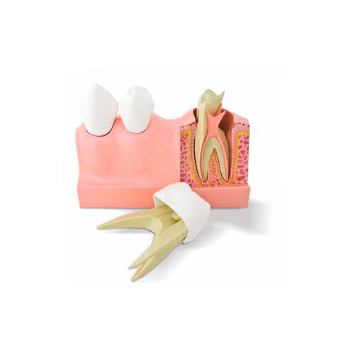 Model przedstawiający strukturę zębów